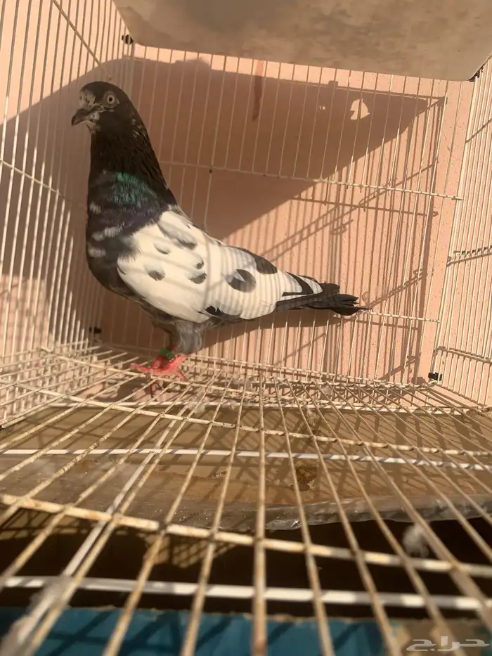 جوز حمام باكستاني 0