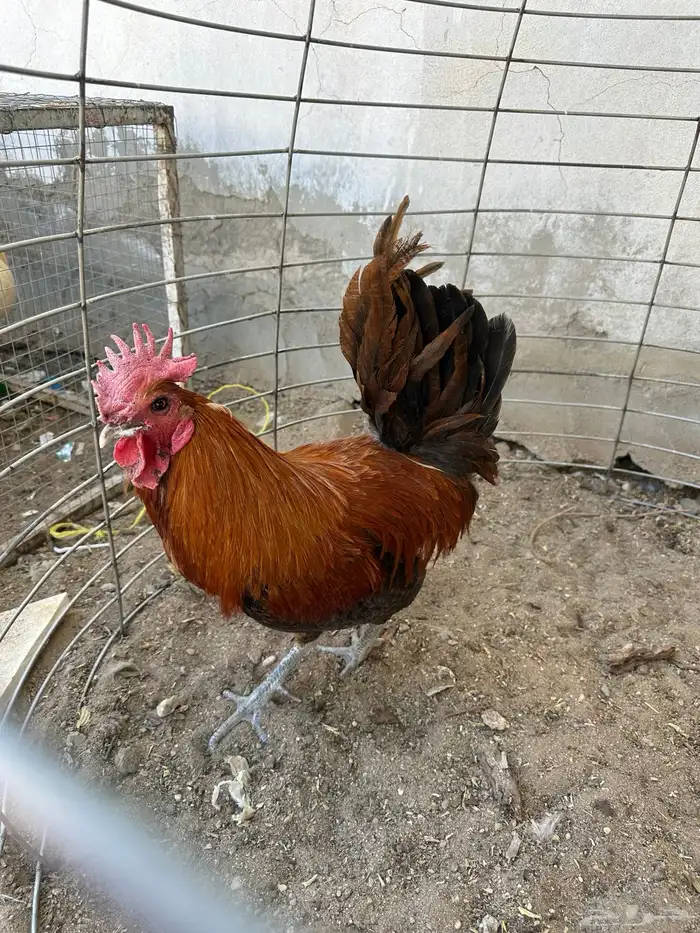 ديك فيومي حجم ولون نادر بالطبيعه شي افضل من التصوير 1