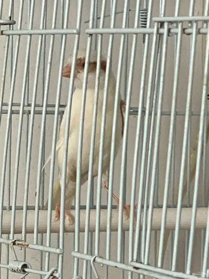 كناري اعمار خمسه شهور 1