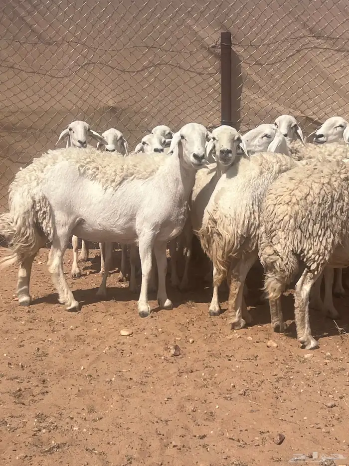 غنم حريات حرش كفو صنف فواخر دفيع ومضاريع للبيع 6