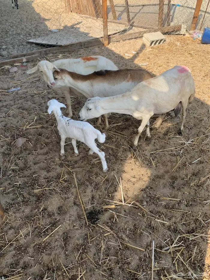 للبيع ضان رفيديات مواليد 8