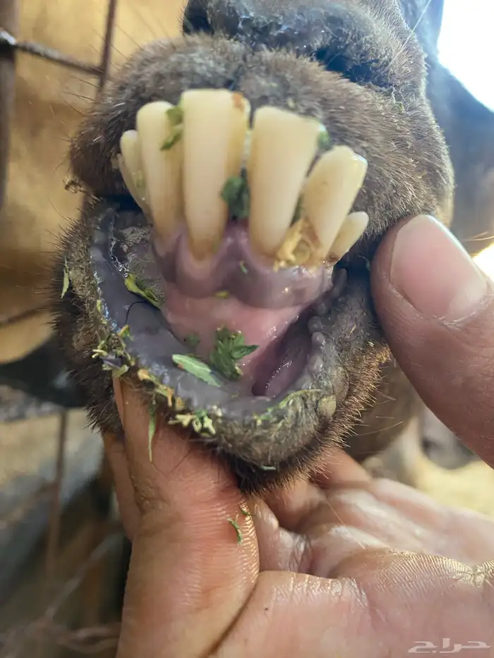 معزا شاميات دفيع ( تم البيييع ) 10