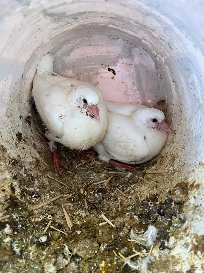 زغليل حمام فرنسي 4