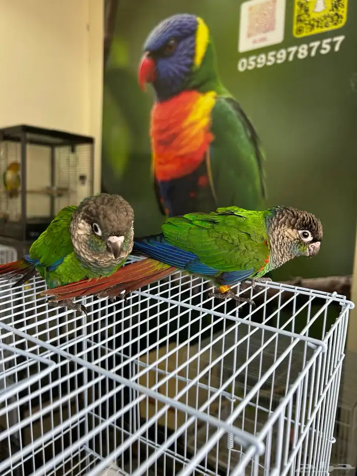 فرخين كنيور بيرلي نوادر 3