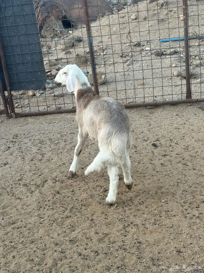 طلي مهجن تم البيع 1