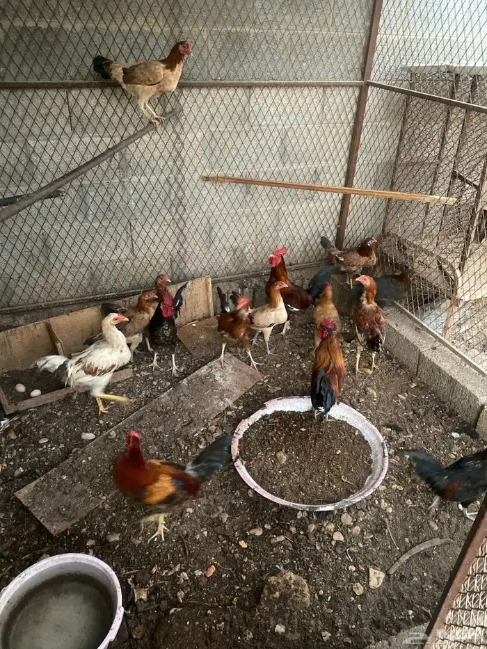 دجاج للبيع 0