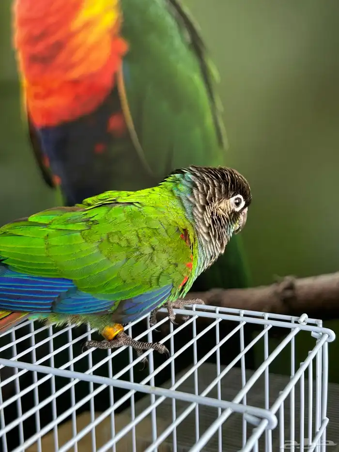 فرخين كنيور بيرلي نوادر 2