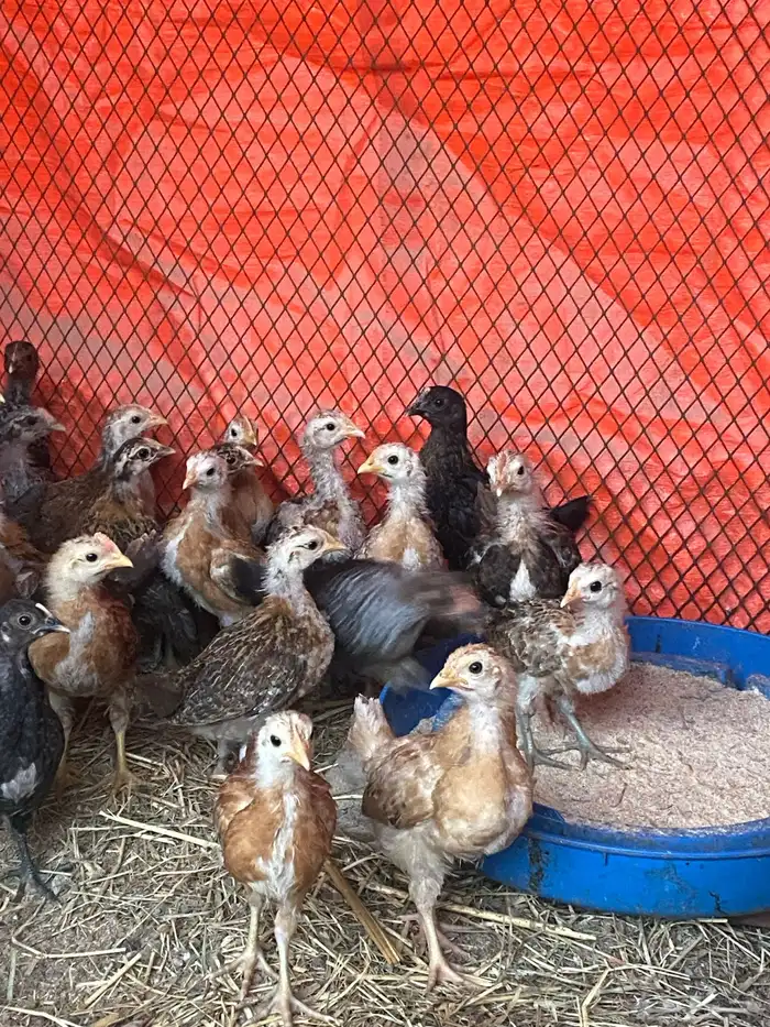 صوص بلدي ((للبيع)) 0