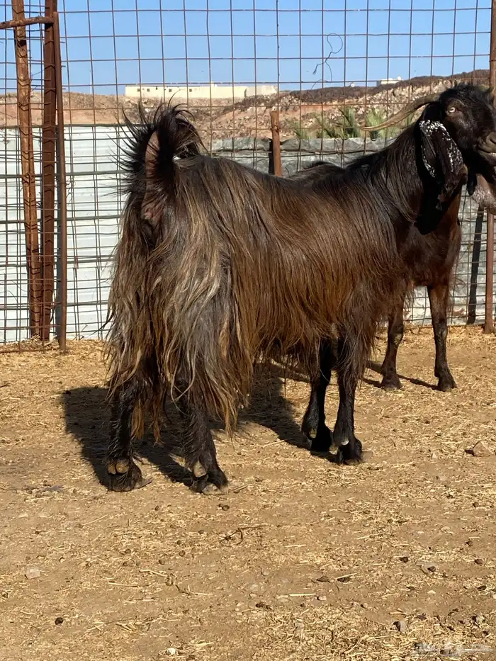 معزا شاميات دفيع ( تم البيييع ) 8