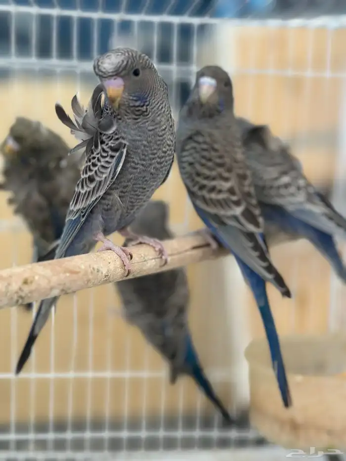 بادجي بلاك 2