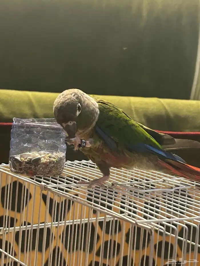 كنيور اليف 6