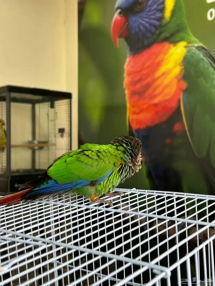 فرخين كنيور بيرلي نوادر 4