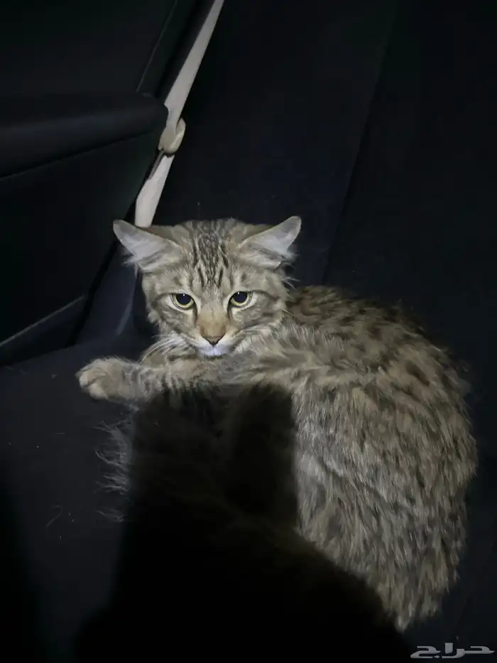 لقيت قط ضايع الي يعرف راعيه يكلمني 1