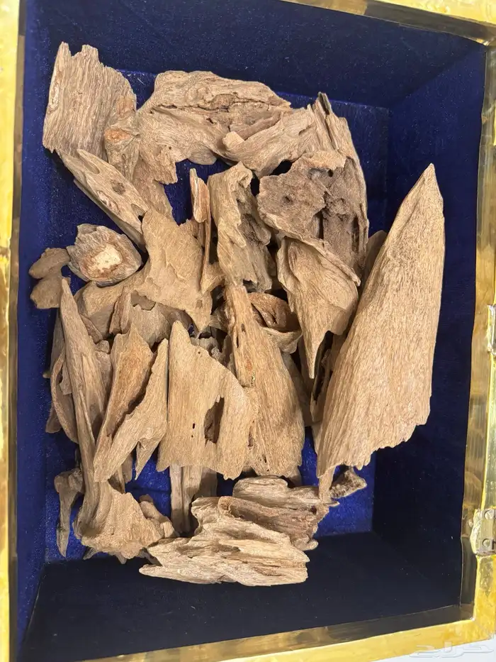 عود ارياني فاخر   دبل وتربل فوحان يلفت الأنظار 1