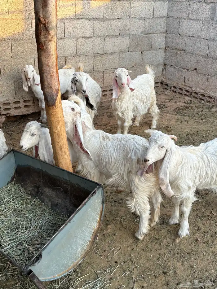 تيوس وحفار العدد 9 0