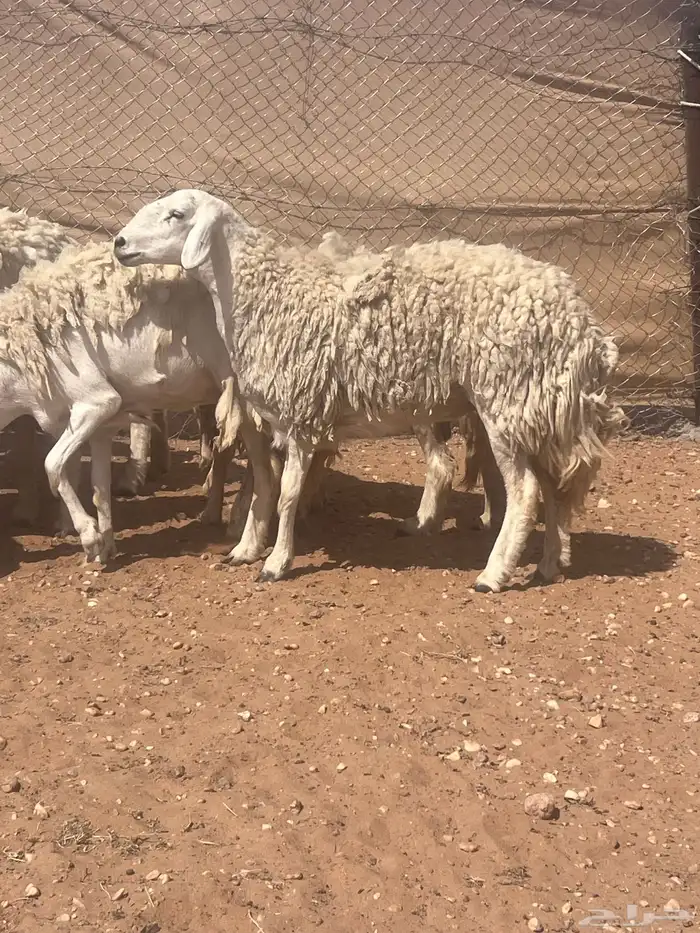 غنم حريات حرش كفو صنف فواخر دفيع ومضاريع للبيع 9
