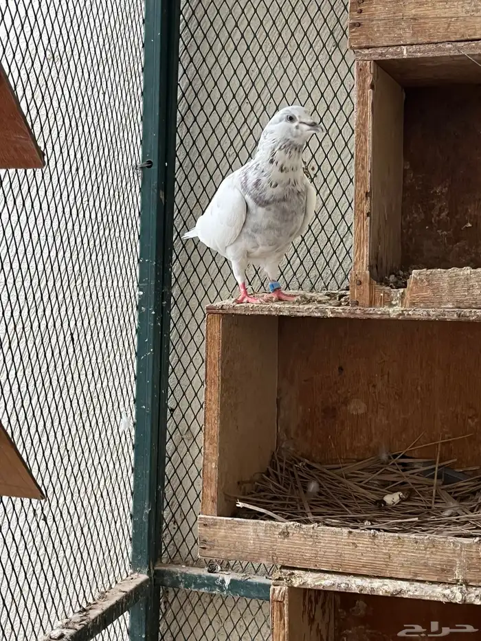 حمام عشة كامله 2