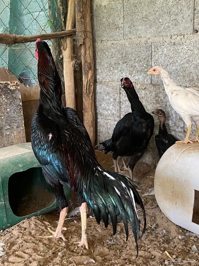 دجاج شامو الماني للبيع 4