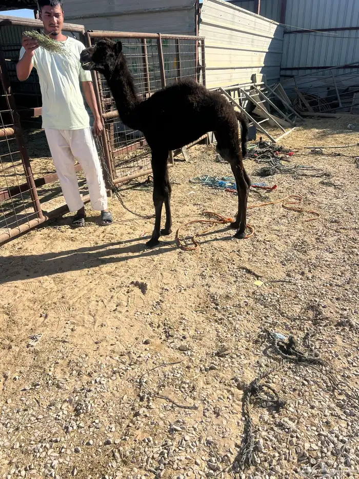 قعود عمره شهر تم البيع 0