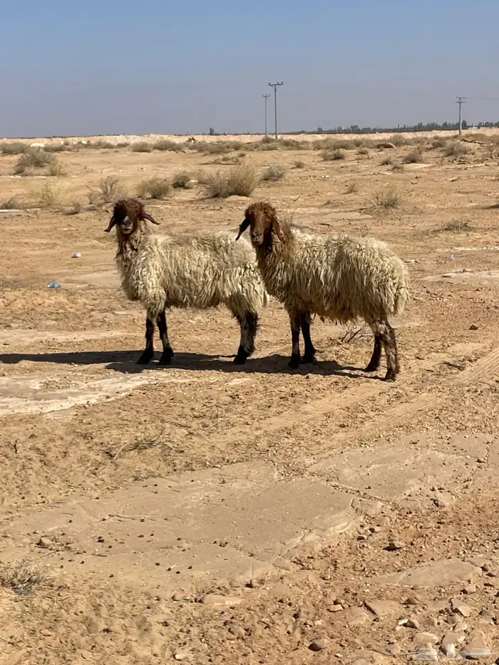 غنم حيل والعلم عند الله 1