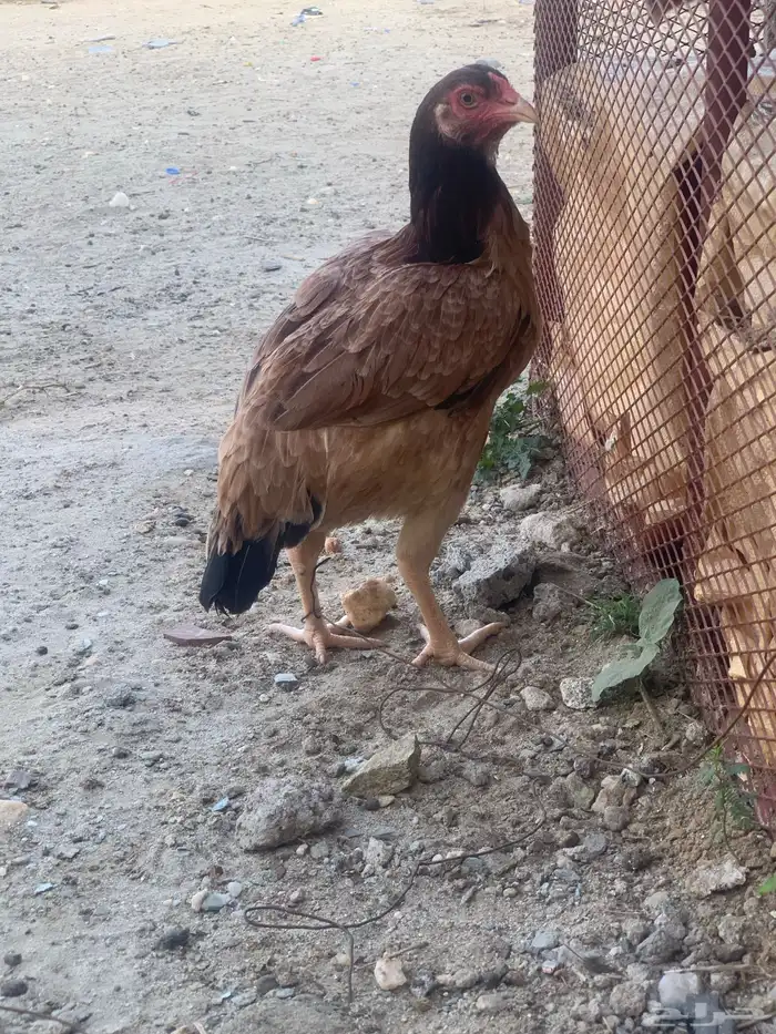 ديكه انثئ باكستاني 0