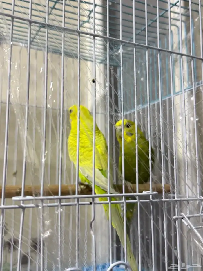 عصافير باجي 3