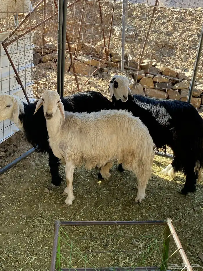 طليان نجديه 3