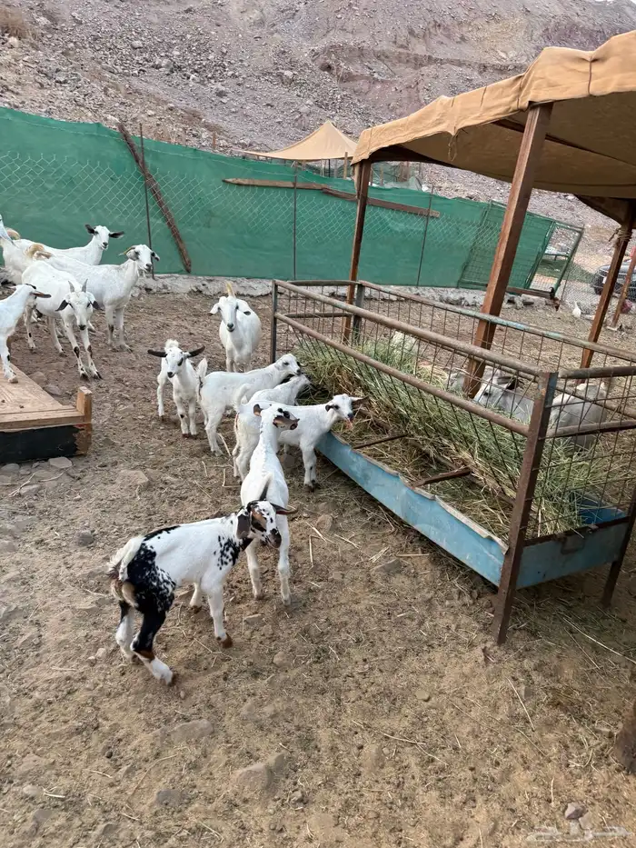 ماعز بيشيات مواليد 6