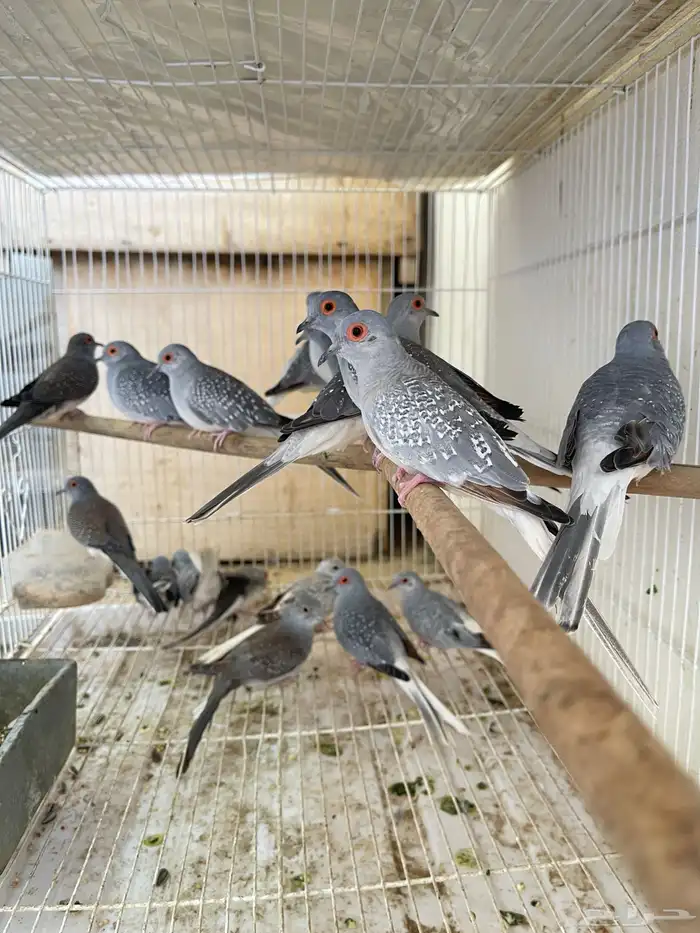 يمام ماسي مباع 0