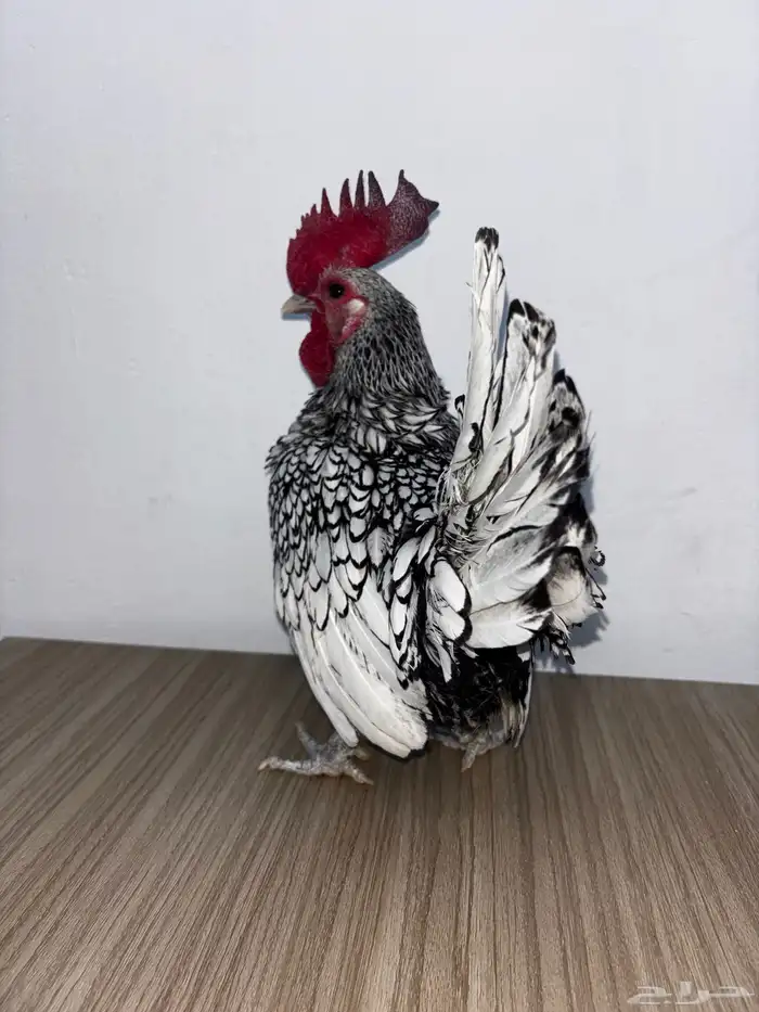 ديك سبرايت منتج 1