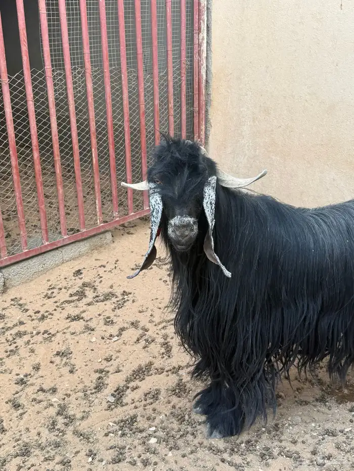 فحل تيس عارضي 1