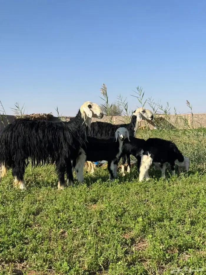 نجد صنف مقاني 3