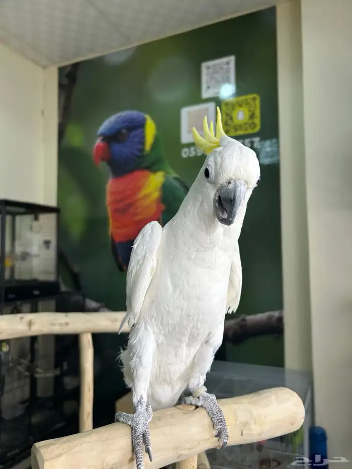 كوكاتو سلفر اليف ومتكلم تم البيع 4