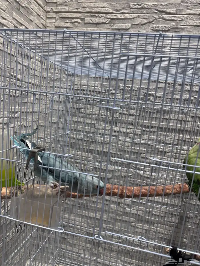 زوج درة هولندي وهندي الأنثى متكلمة 3