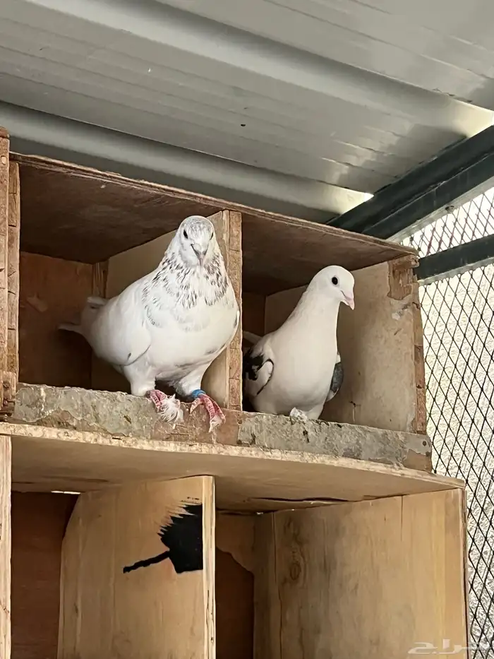 حمام عشة كامله 1