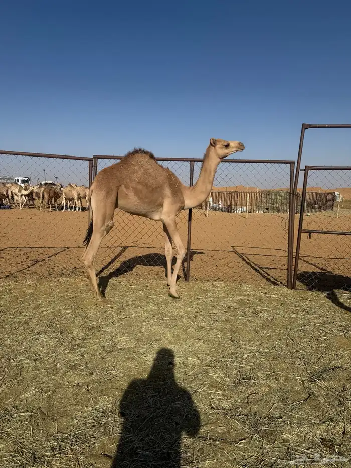 قعود البيع 3