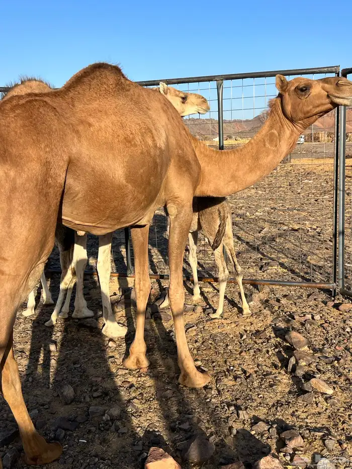 خلفه بكر تحتها بكره ب 12500 تم البيع 2