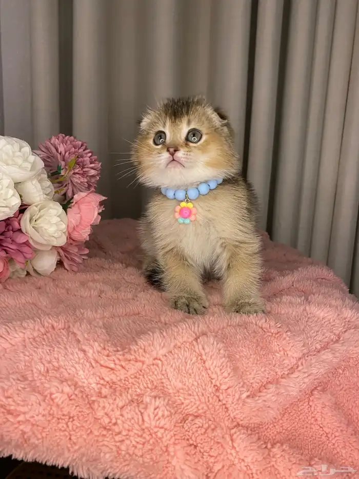 قطط سكوتش تربل فولد منشكن 3