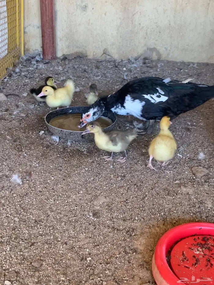 للبيع بط بح 1