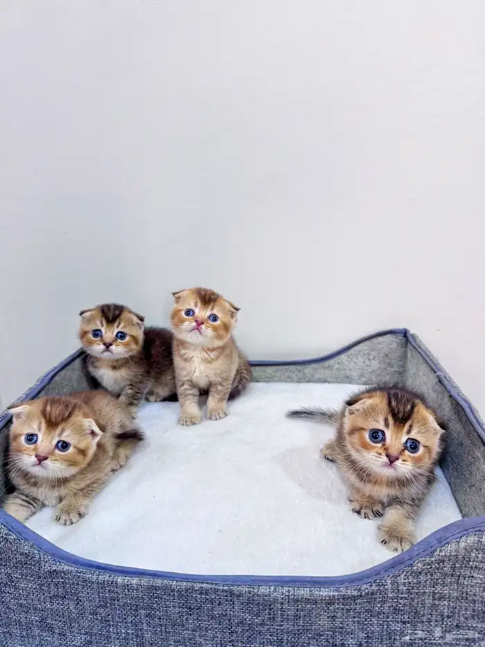 سكوتش تربل فولد قولد للبيع 0