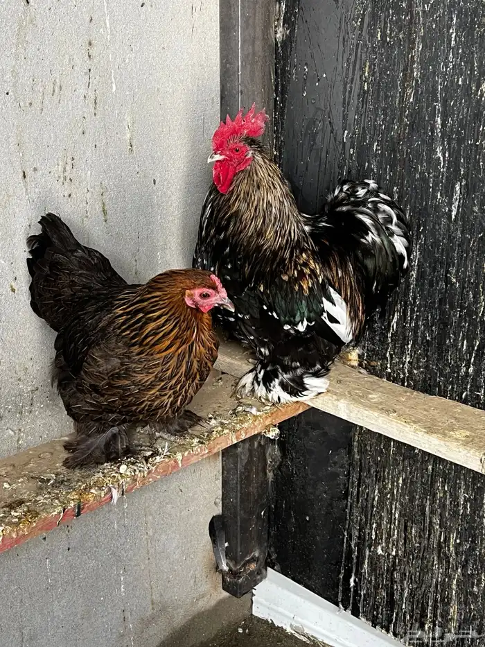 (تم البيع). 2