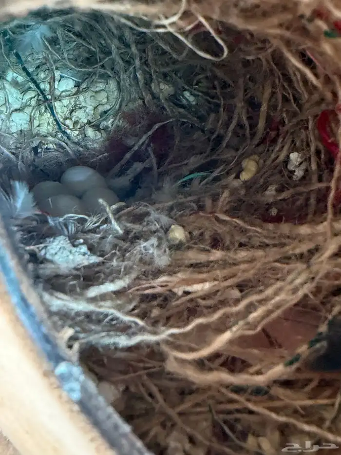 زيبرا هولندي واسترالي 0