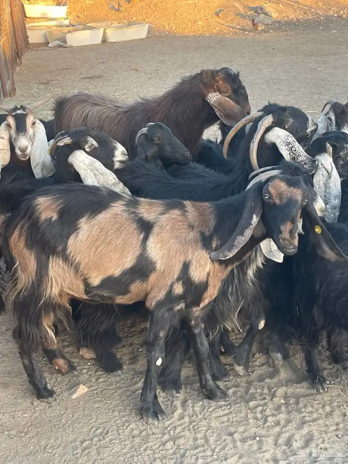 معزا عوارض دفع بفحلها عدد 20 4