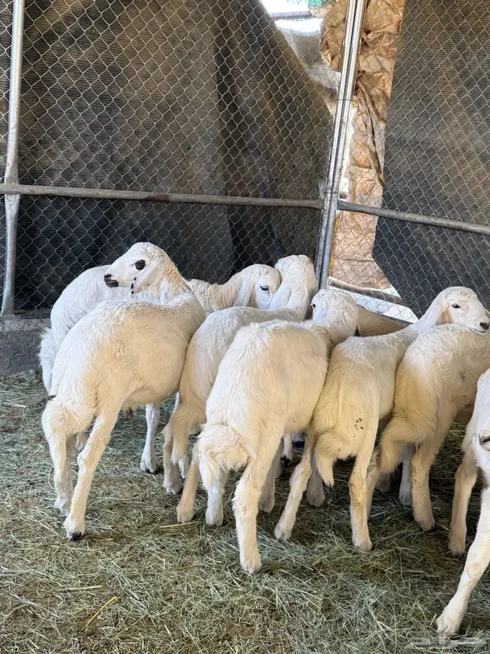 بهم مرابى فل شحم ( تم البيع ) 1