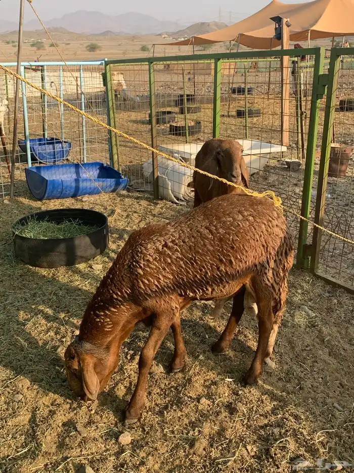 طليان سواكن ثنيان اوزان 1