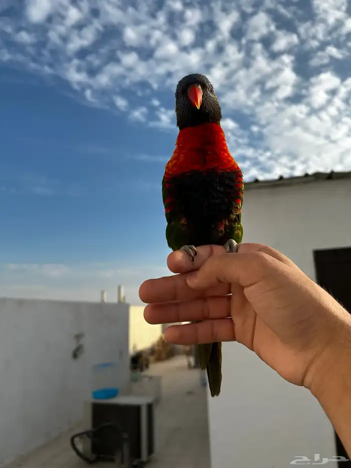 لوري ينبو اليف و متكلم و يرقص و لعوب مشاء الله 9