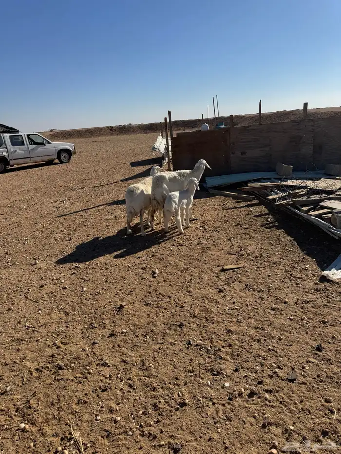 مطافيل حريات 3