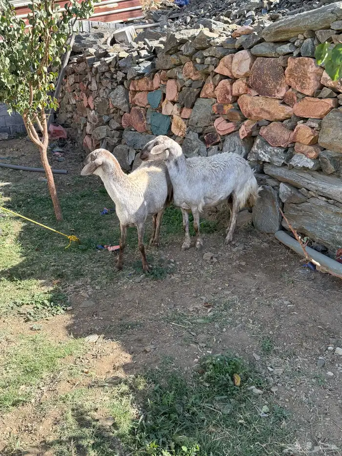 شاتين مهجنة ابوها سواكني ( ثنية ورباع ) 3