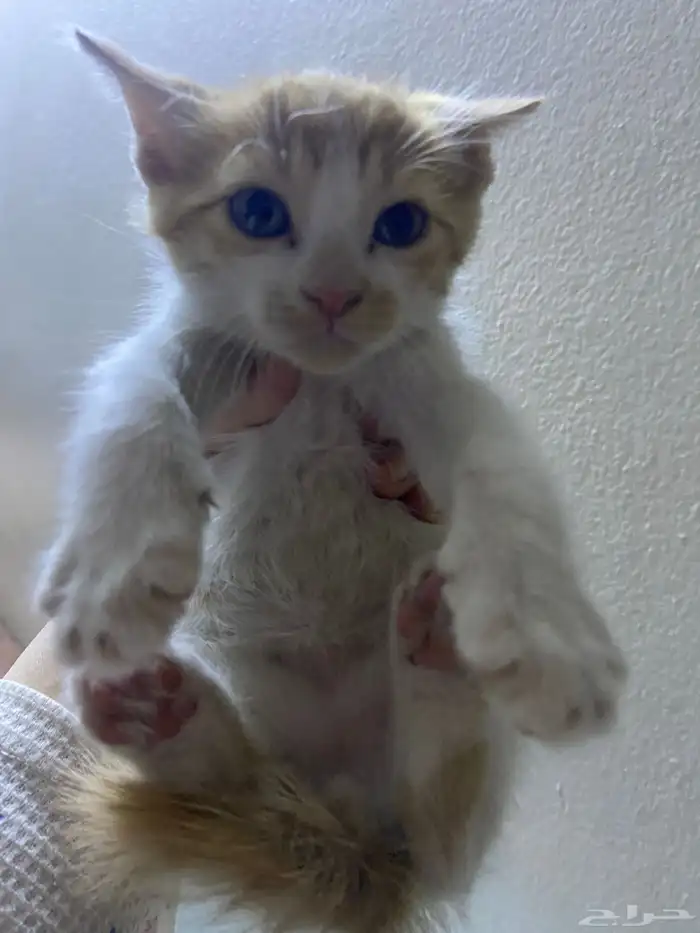 قطط امريكي عمر شهرين 4