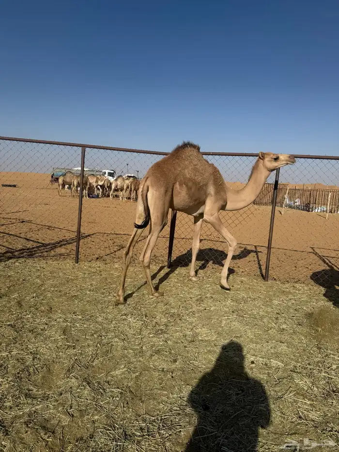 قعود البيع 1